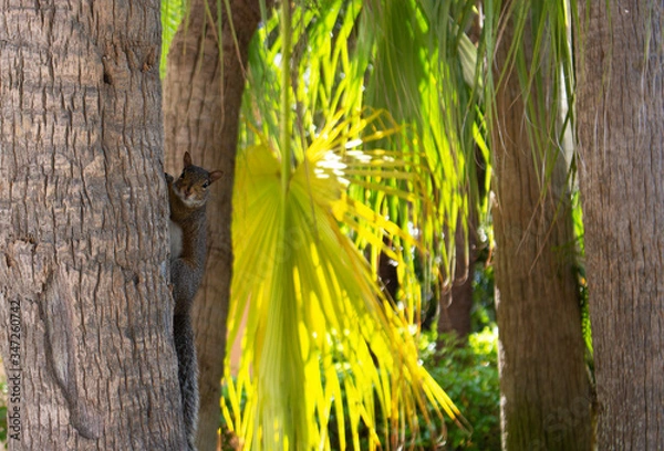 Obraz squirrel in the forest
