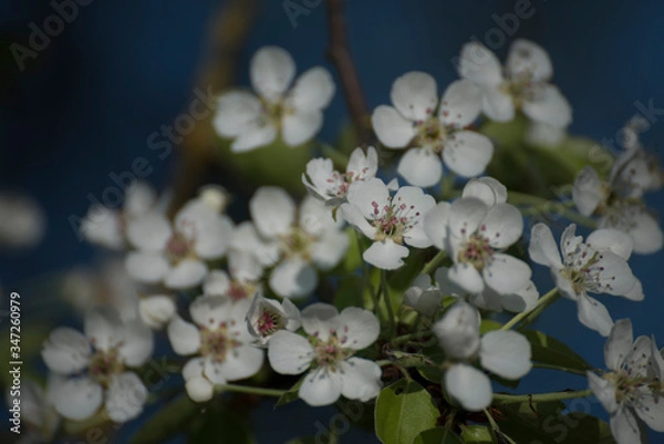 Obraz Birnbaumblüte