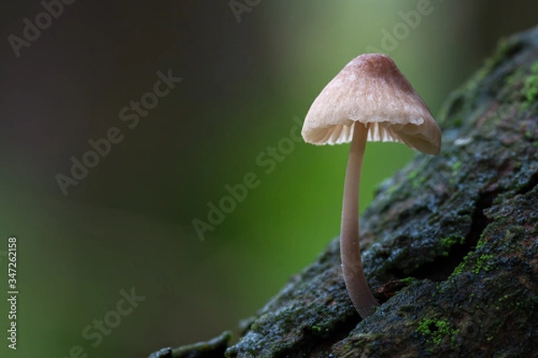 Obraz In The Woods 076