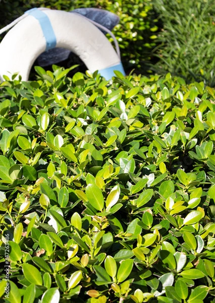 Obraz floater in the garden