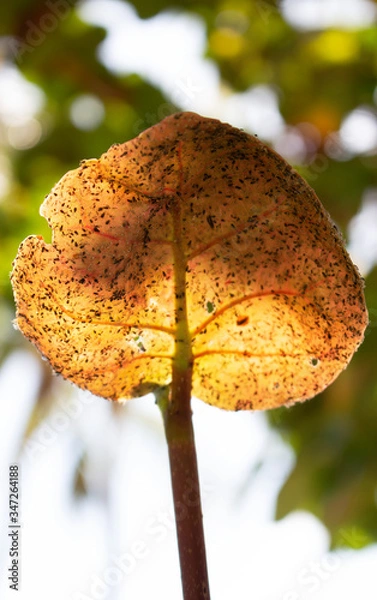 Obraz macro leaf