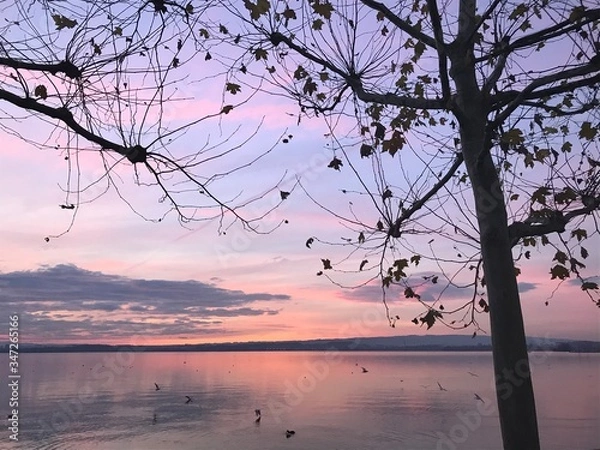 Fototapeta cherry blossom in spring