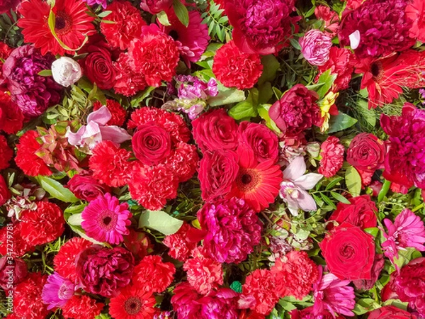 Fototapeta Red flower background