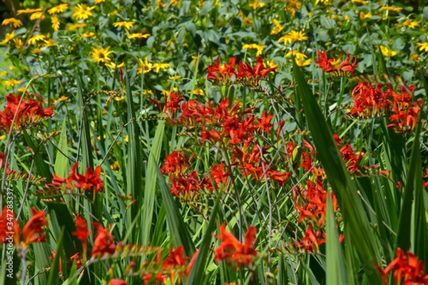 Obraz Close-Ups of Colorful flowers 