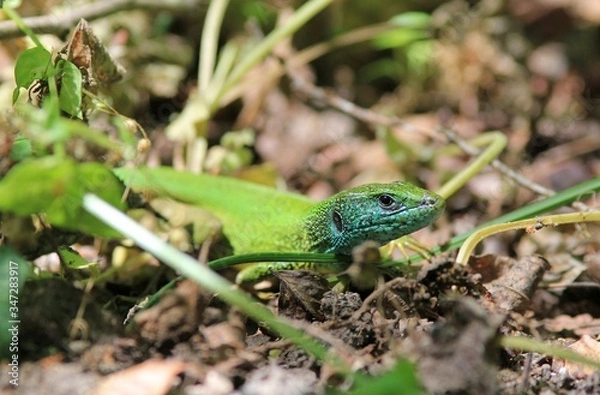 Obraz Green lizard Lacerta viridis close up