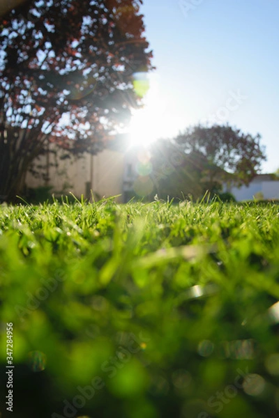 Obraz Freshly mowed green lawn in sunlight