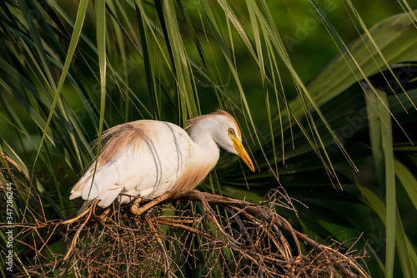 Obraz Cattle Egret at Sunset