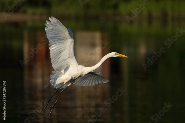 Obraz Great Egret Taking Flight