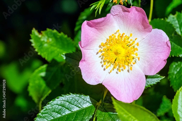 Obraz Rosa canina, commonly known as the dog rose - a variable climbing, wild rose species