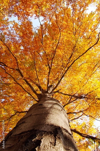 Obraz tree in fall from below