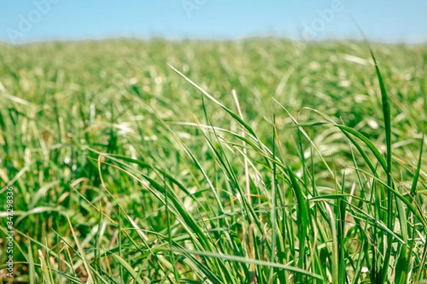 Fototapeta green grass background