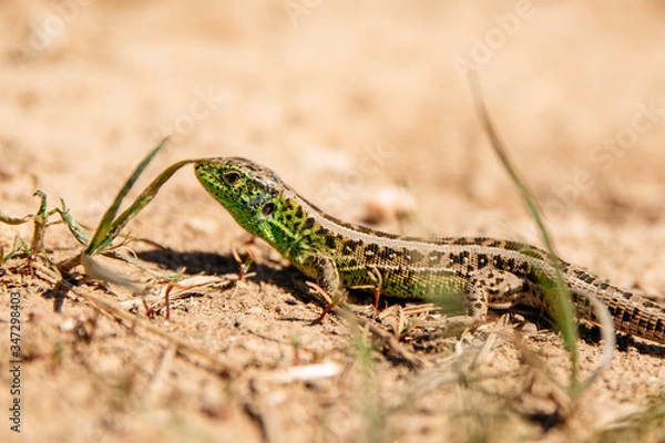Fototapeta Lizard on the sand background of the average plan