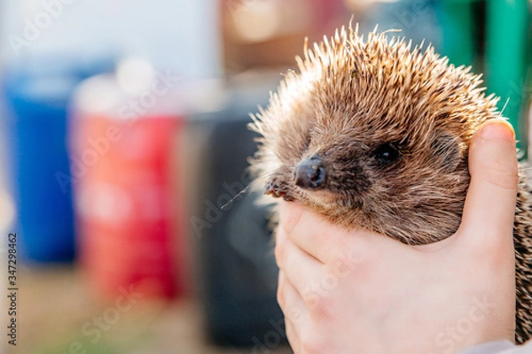 Fototapeta Hedgehog in the hand of a man close up on the right against the background of plastic tanks