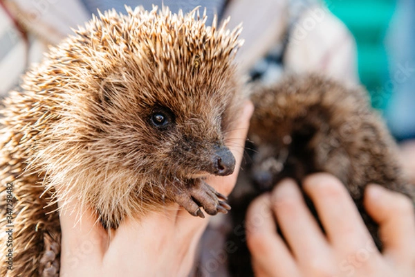 Obraz Hedgehog close up on the left