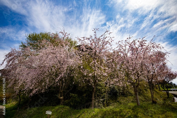 Obraz 春、桜満開！