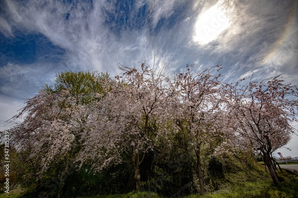 Obraz 春、桜満開！