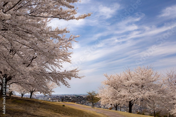 Obraz 春、桜満開！