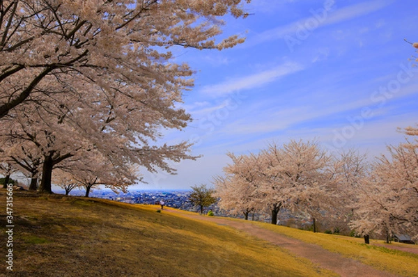 Obraz 春、桜満開！