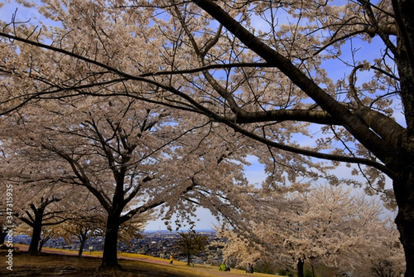 Obraz 春、桜満開！