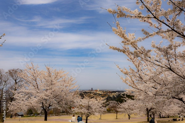 Obraz 春、桜満開！