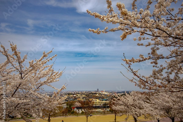 Obraz 春、桜満開！