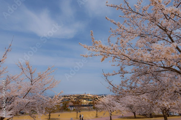 Fototapeta 春、桜満開！