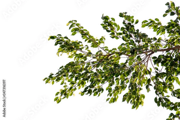 Obraz green leaf isolated on white background with copy space