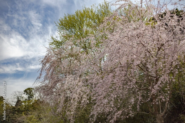 Obraz 春、桜満開！