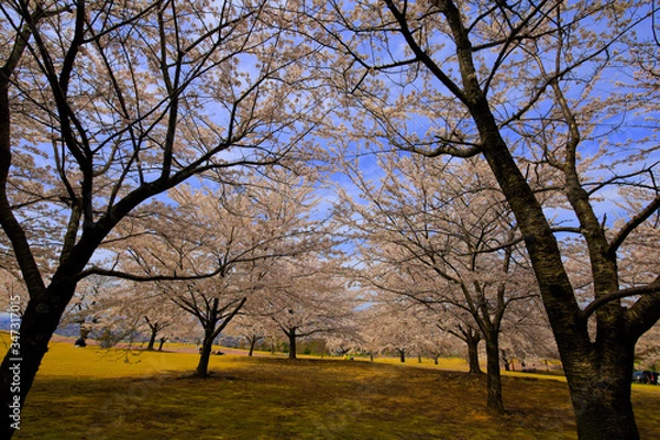 Obraz 春、桜満開！