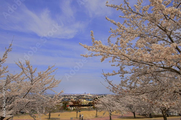 Fototapeta 春、桜満開！