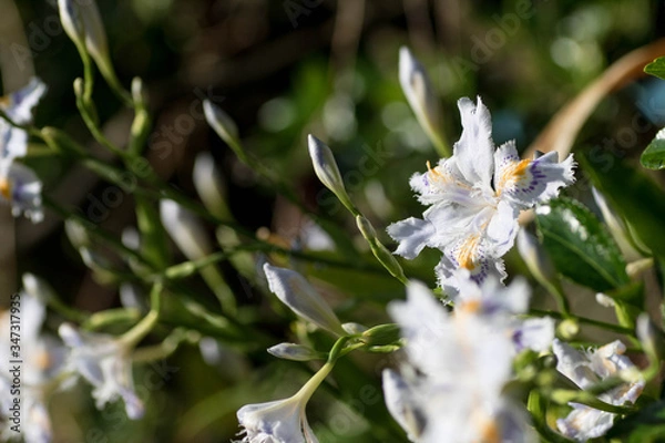 Fototapeta シャガの花