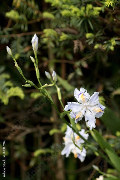 Fototapeta シャガの花