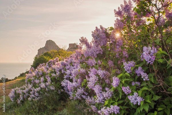 Obraz Lilac flowers on the background of the sea and mountains. Beautiful spring landscape with a lilac bush. Syringa blooms in spring.