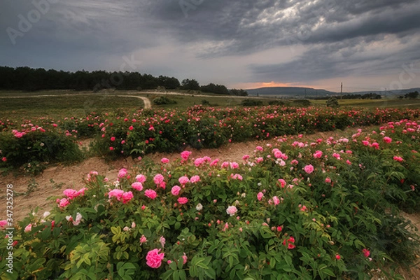 Obraz Field of roses. Beautiful pink roses. Roses are grown on plantations for the production of essential oils and cosmetics. Evening landscape.