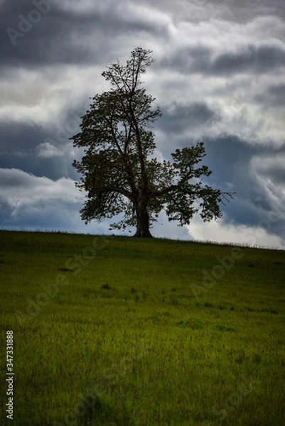 Obraz lonely tree on a hill