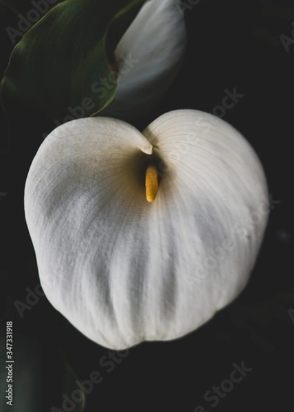 Obraz white calla lily