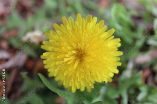 Fototapeta dandelion