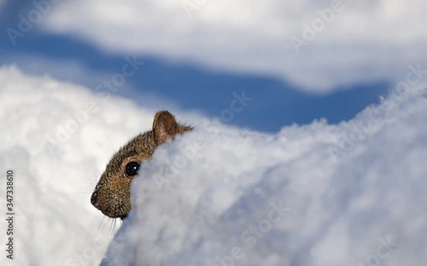 Fototapeta squirrel in the snow