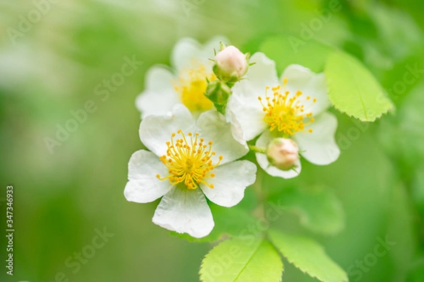 Obraz rose / 日本の野生種 ノイバラ 野茨  /　Rosa multiflora 原種 ロサ ムルティフローラ