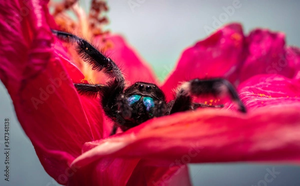 Obraz Jumping spider Valentine