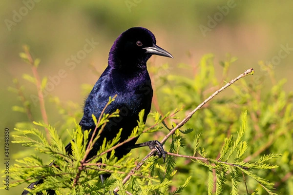 Obraz Breeding Plummage