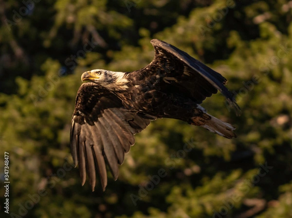 Obraz American Freedom