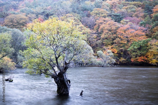 Fototapeta 주산지