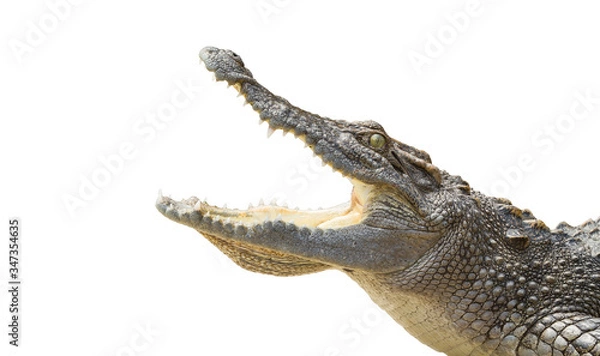 Obraz crocodile on a black background.