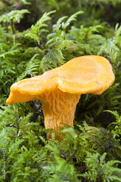 Obraz mushrooms in the moss