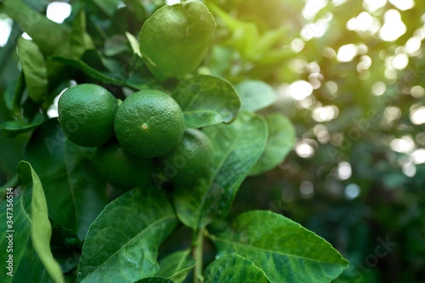 Fototapeta Fresh limes on branches and leaf.