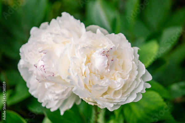 Obraz 白に赤い縁取りの芍薬 シャクヤク　氷点