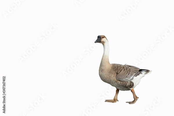 Obraz goose isolated on white background
