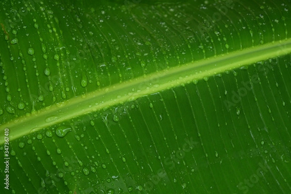 Obraz the water drops on the banana leaves.