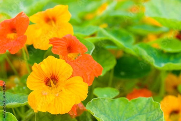 Obraz キンレンカの花